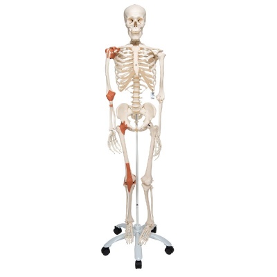 3B Scientific 'Leo' Life Size Human Skeleton Model with Ligaments and Display Stand